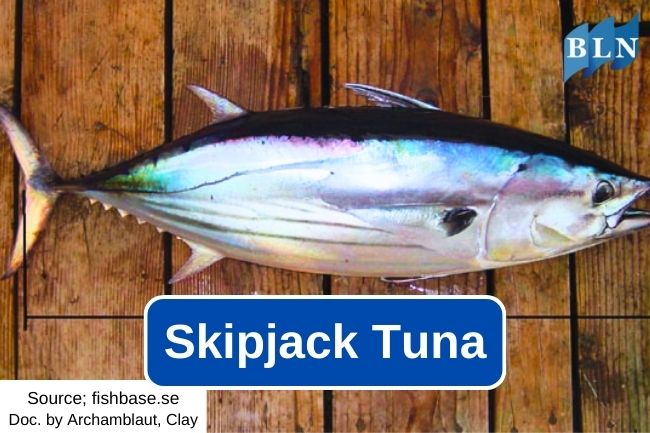 Here are Skipjack Tuna Description
